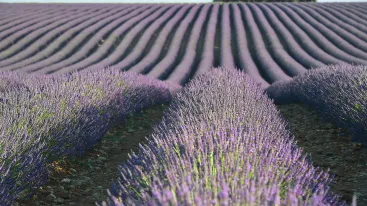 Seed Oils, Biohacking
