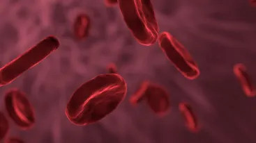 stem cell
